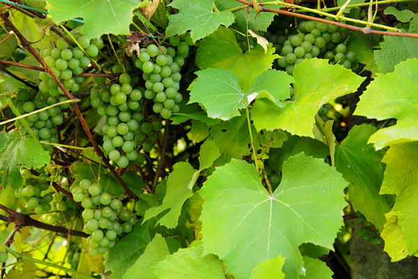 Vino naturale: di cosa si tratta