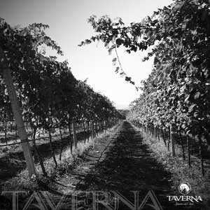 taverna