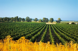 Cantina Settesoli