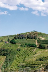 quaquarini