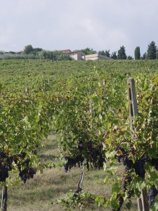 rio maggio