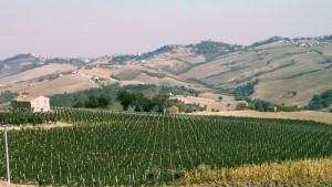 saputi
