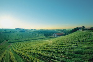 tenuta il bosco