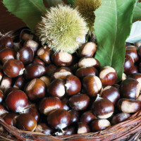 Le castagne, un altro dei prodotti tipici della zona di Calitri