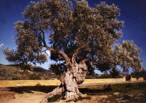 Olio Extra Vergine di Oliva - Cantico della Natura