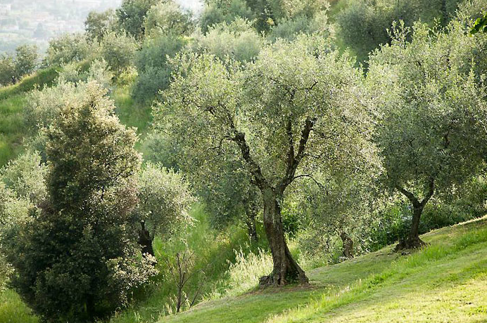 Olio DOP - Fattoria Mansi Bernardini