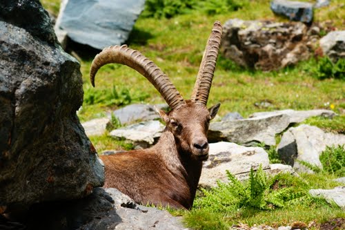 camoscio gran paradiso