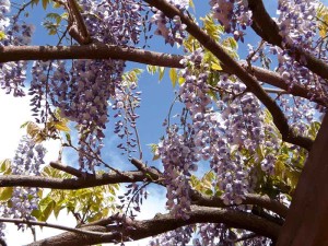 Le fioriture di aprile: il glicine