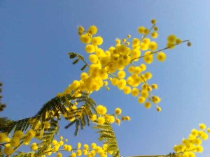 Fiori di primavera mimosa