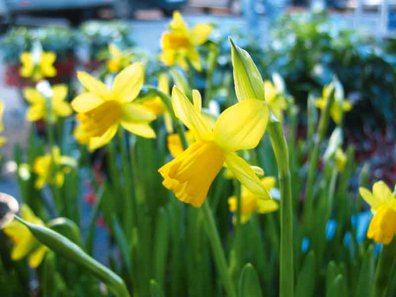 Fiori di primavera, rinascono i giardini