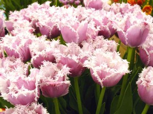 Fiori di aprile