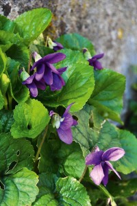 Fiori di aprile