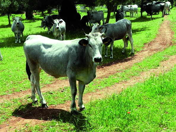 Carne masseria carrone