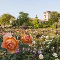 Primavera di rose al Castello Quistini
