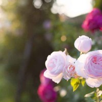 Primavera di rose al Castello Quistini