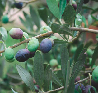 Olio Spina Rossa