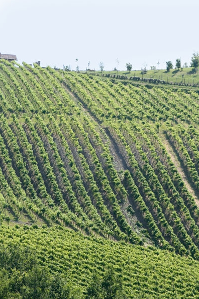 Cantine Aperte Gravanago