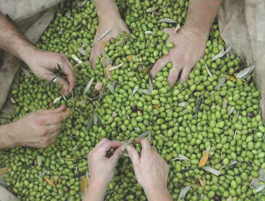 Olio extravergine di oliva