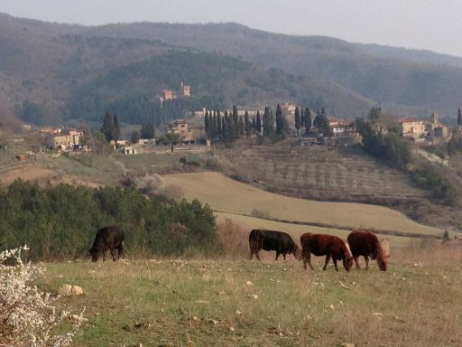 Carne Aberdeen Angus, Fattoria Il Trebbio (AR)