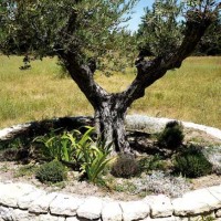 Un antico vaso di pietra guida al giardino mentre uno degli ulivi secolari circondato dal timo porta alle lavande