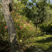 Giardino-Rita-Oliva