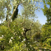 Giardino-Rita-Oliva