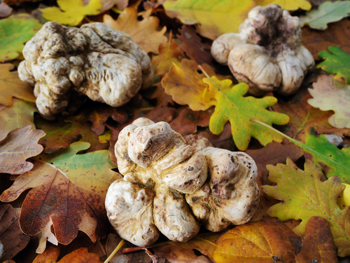 Mostra del Tartufo Bianco a Città di Castello (PG)