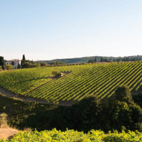 vigneti del brunello