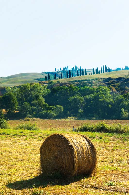 Particolare - Val d'Orcia