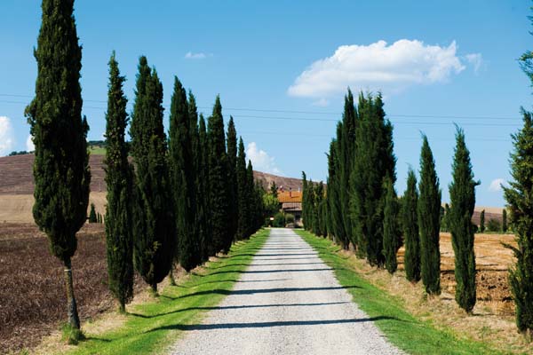 Viale di cipressi in Val d'Orcia