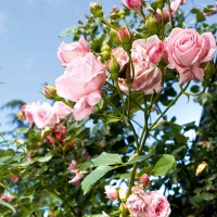 I fiori del giardino di Erny Massini