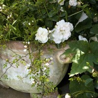 Un vaso nel giardino segreto