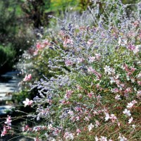 Ancora un dettaglio del giardino