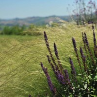 Un dettaglio dell'oasi verde nelle Marche