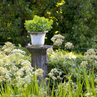 Dettagli del giardino