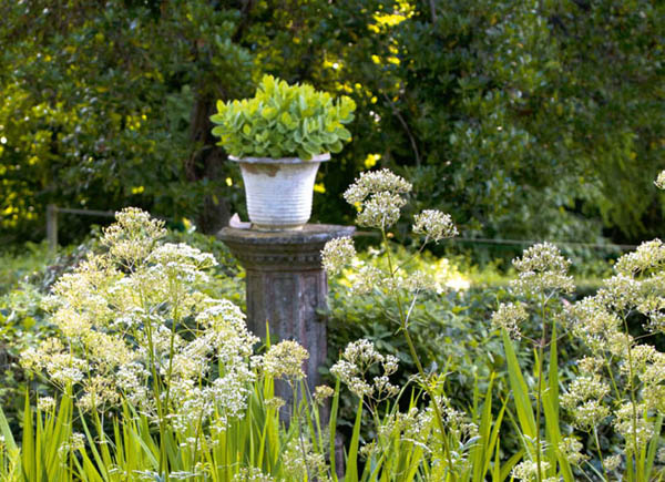 Dettagli del giardino