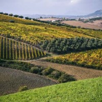 Vigneti (Paolo Natalini)