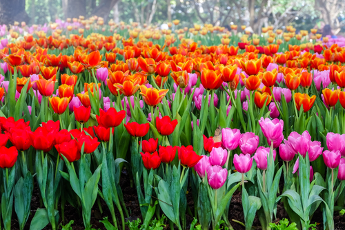 Fiori di aprile