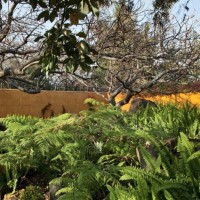 Il giardino è ricco di palme, felci e alberi da frutto