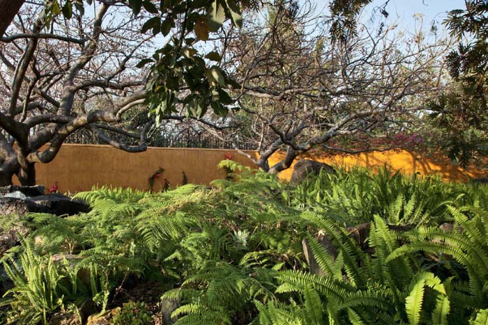 Il giardino è ricco di palme, felci e alberi da frutto