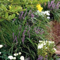 Il terrazzo è ricco di piante e fiori resistenti anche alla brutta stagione