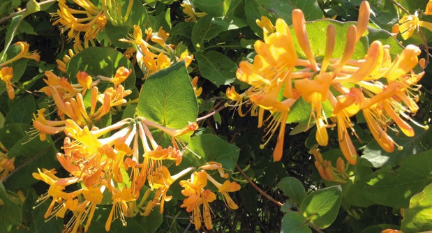 Rampicanti per arredare con il colore