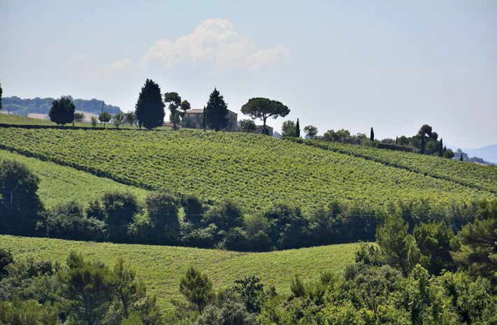 Strada dei vini