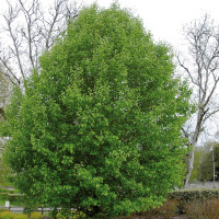 1954 pyrus calleryana chanticleer