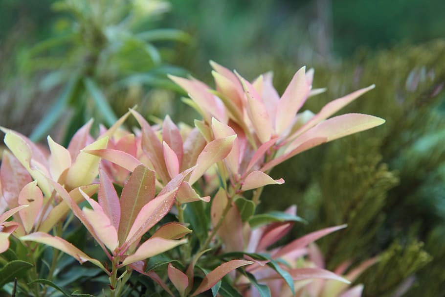 Idee giardino: pieris-japonica