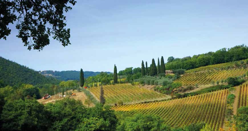 Il brunello di Le Macioche