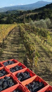 brunello-coltivazione