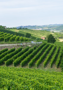 Monferrato vigna