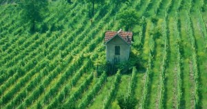 Monferrato-mercato (3)