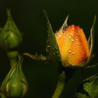 Il roseto sulle Dolomiti